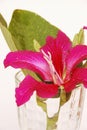 Purple Bauhinia