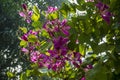Purple Bauhinia flower blooming, Closeup Purple Orchid Tree or Purple Bauhinia Royalty Free Stock Photo