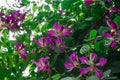 Purple Bauhinia flower blooming, Closeup Purple Orchid Tree or Purple Bauhinia (Bauhinia purpurea L