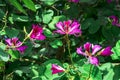 Purple Bauhinia flower blooming, Closeup Purple Orchid Tree or Purple Bauhinia