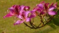 Purple Bauhinia flower blooming commonly called the Hong Kong Orchid Tree under the sunlight