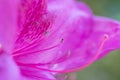 purple Bauhinia flower on blur background, macro shot