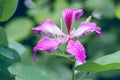 Purple bauhinia flower