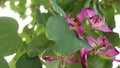 Purple bauhinia orchid tree flower blossom, California USA. Violet exotic tropical bloom, jungle rainforest atmosphere