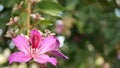 Purple bauhinia orchid tree flower blossom, California USA. Violet exotic tropical bloom, jungle rainforest atmosphere