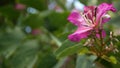 Purple bauhinia orchid tree flower blossom, California USA. Violet exotic tropical bloom, jungle rainforest atmosphere