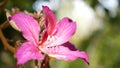 Purple bauhinia orchid tree flower blossom, California USA. Violet exotic tropical bloom, jungle rainforest atmosphere