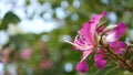 Purple bauhinia orchid tree flower blossom, California USA. Violet exotic tropical bloom, jungle rainforest atmosphere