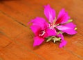 Purple Bauhinia purpurea flower