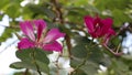 Purple Bauhinia Ãâ blakeana or Hong Kong orchid flower blossom on the tree.