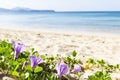 Purple Beach Morning Glory Flower Over Blurred Blue Sea And White Beach Background