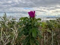 Purple beach rose flower on the coast with a beach in the background