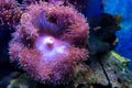 Purple Beadlet Anemone or Actinia equina in water