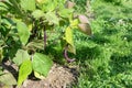 Purple bean hangs from dwarf French bean plant