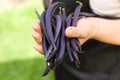 Purple bean pods haricot in the hands of a farmer in the garden