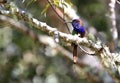 Purple-bearded bee-eater in Lore Lindu National Park, Sulawesi Island, Indonesia