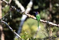 Purple-bearded bee-eater in Lore Lindu National Park, Sulawesi Island, Indonesia Royalty Free Stock Photo