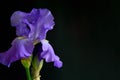 Purple bearded iris black background text area right side horizontal