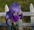 Purple Bearded Iris bloom in a garden Royalty Free Stock Photo