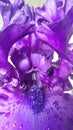 Purple bearded iris close up inside