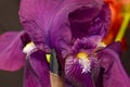 Violet Bearded Iris Profile Royalty Free Stock Photo