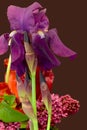 Violet Bearded Iris Profile 05 Royalty Free Stock Photo