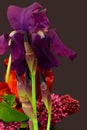 Violet Bearded Iris Profile 06 Royalty Free Stock Photo