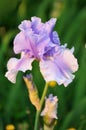 Purple bearded iris flower Royalty Free Stock Photo