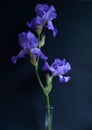 Purple bearded iris flowers black background vertical Royalty Free Stock Photo