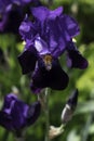 Purple bearded Iris flowers and buds in a garden Royalty Free Stock Photo