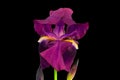 Violet Bearded Iris Profile 01 Royalty Free Stock Photo