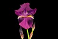 Violet Bearded Iris Profile 02 Royalty Free Stock Photo