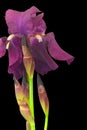 Violet Bearded Iris Profile 04 Royalty Free Stock Photo