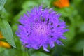 Purple and beautiful Aster flowers in green in summer Royalty Free Stock Photo