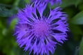 Purple and beautiful Aster flowers in green in summer Royalty Free Stock Photo