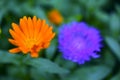 Purple and beautiful Aster flowers in green in summer Royalty Free Stock Photo