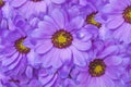 Purple beautiful daisy flower bouqet background