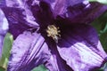 Purple beautiful flower Clematis Jackmanii. Nature background Royalty Free Stock Photo