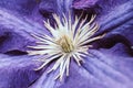 Purple beautiful flower Clematis Jackmanii. Nature background Royalty Free Stock Photo