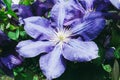 Purple beautiful flower Clematis Jackmanii. Nature background Royalty Free Stock Photo