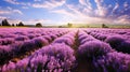 purple beautiful flower farm Royalty Free Stock Photo