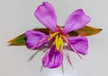 Purple beautiful flower, melastoma, tibouchina, rhexia virginica