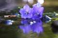 Purple beautiful flowers