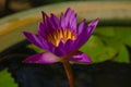Purple Beautiful Lotus Flower Blooming with Green Leaves
