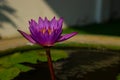 Purple Beautiful Lotus Flower Blooming Side View