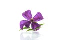 Purple beautiful single Clematis flower on a white background.