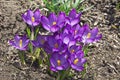 Purple beautiful spring crocus Crocus in a flower garden on a sunny day Royalty Free Stock Photo