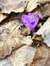 Purple beauty Crocus Royalty Free Stock Photo