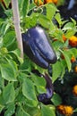 Purple Beauty Pepper Royalty Free Stock Photo