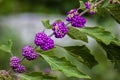 Purple beautyberry or Callicarpa americana also called the French mulberry-  a native of the Southeastern United State - purple Royalty Free Stock Photo